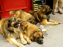 multiple dogs